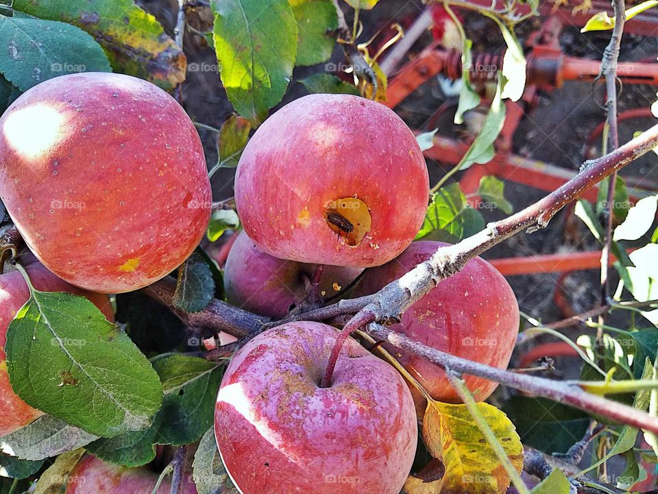 the fly eats an apple