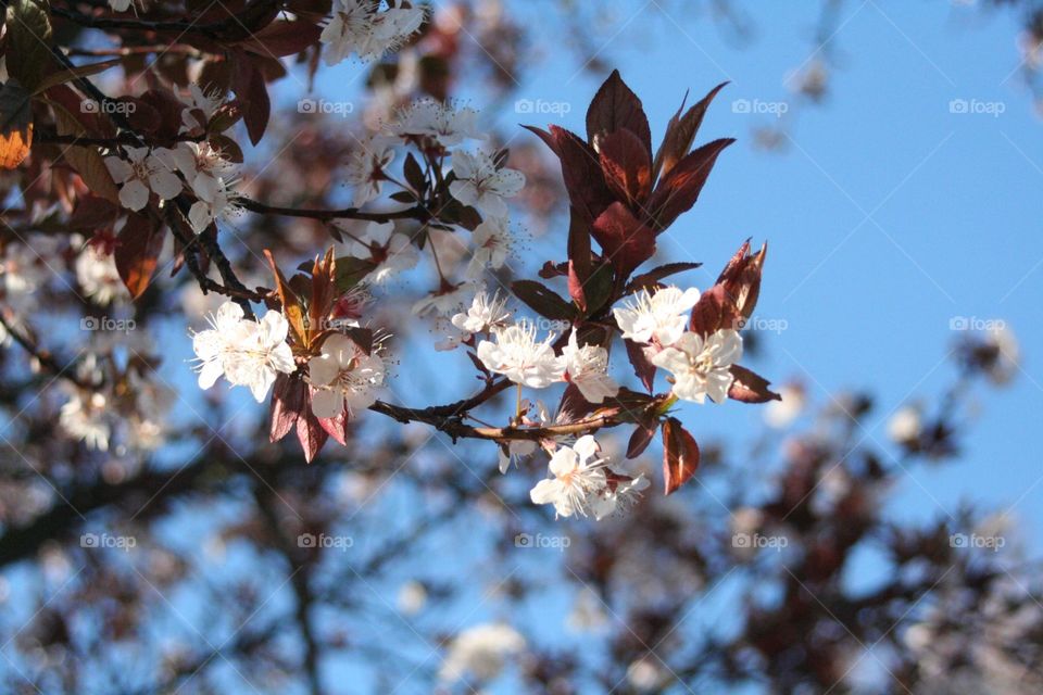 Spring blooming and sky