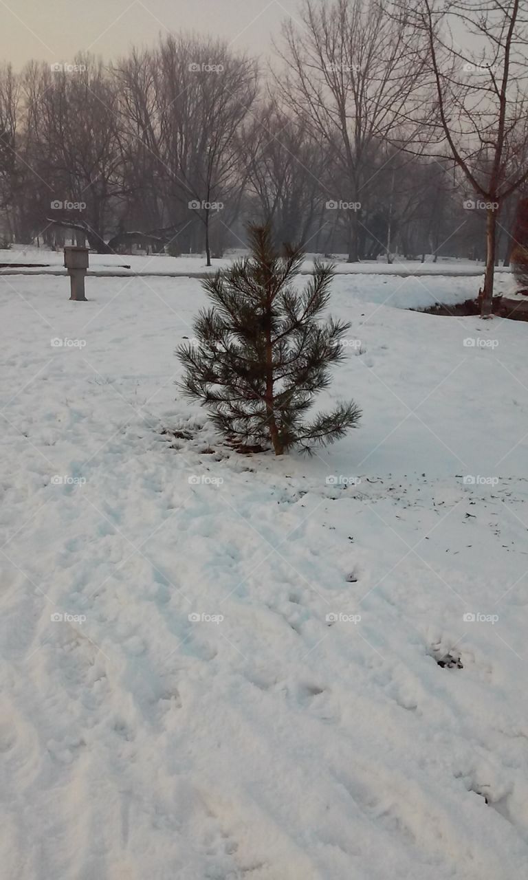 #snow#tree#street#winter