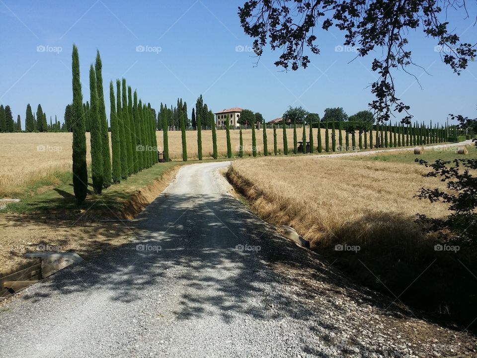 Vineyard road