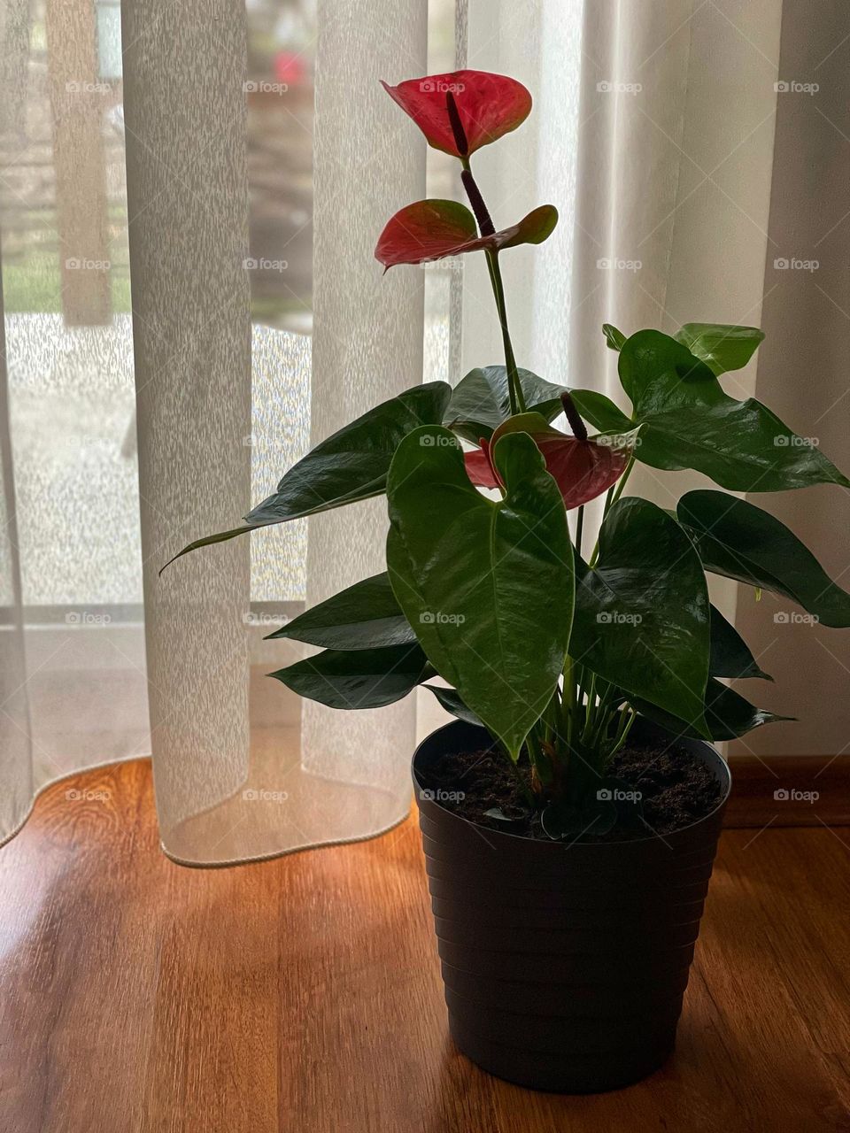 Anthurium plant