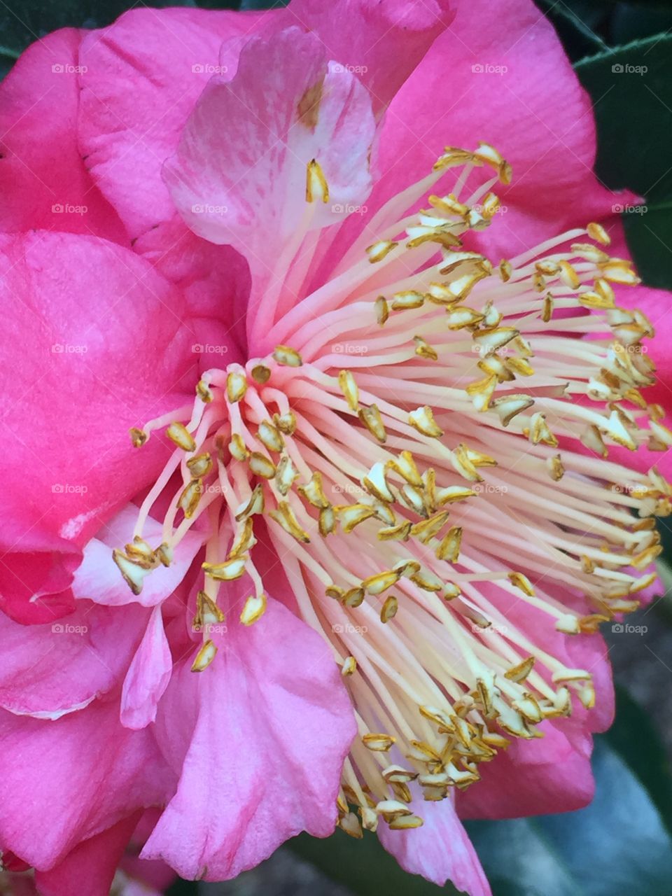 A closeup shot of a beautiful bright pink camellia flower in spring bloom 