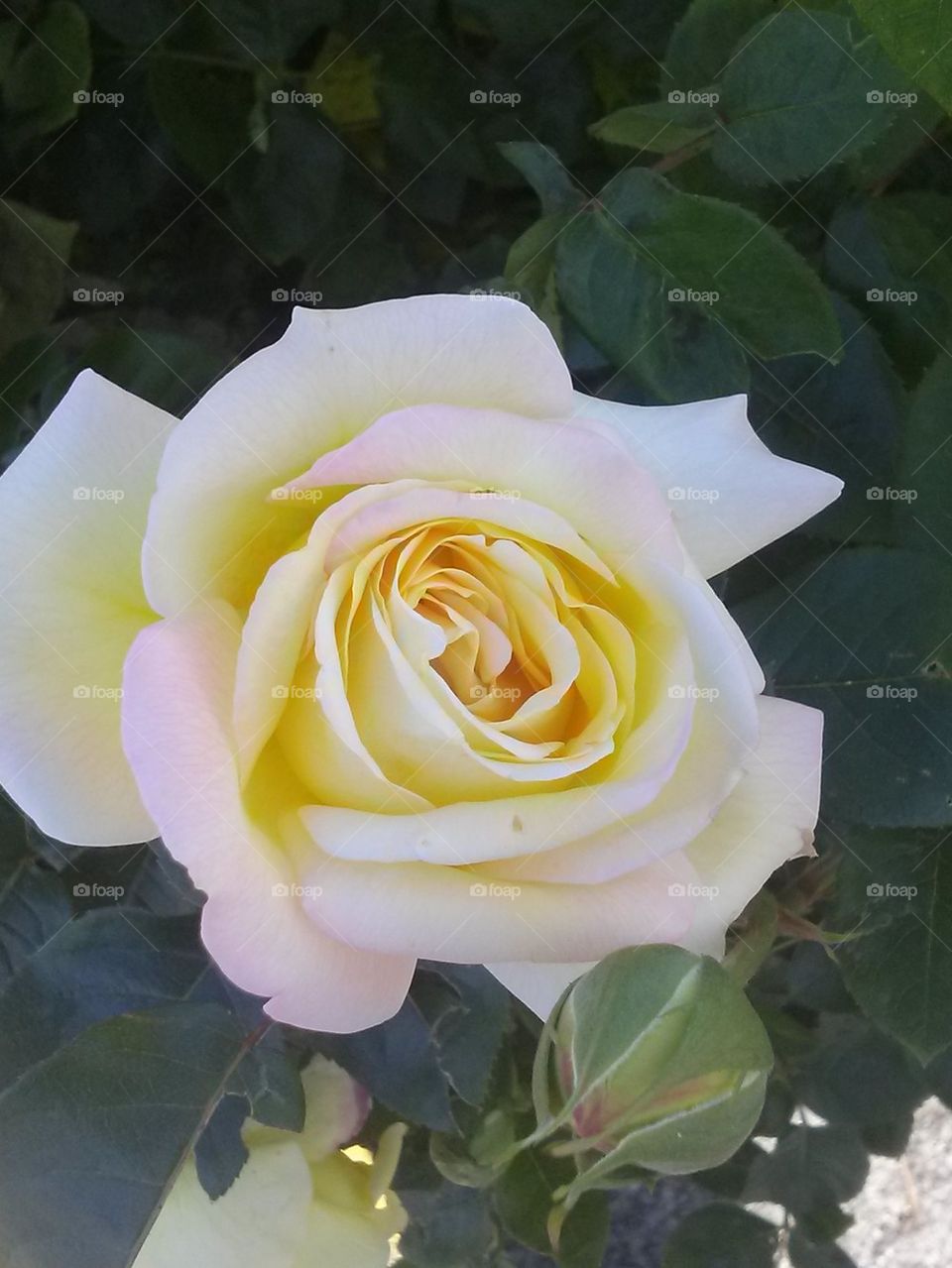 white rose