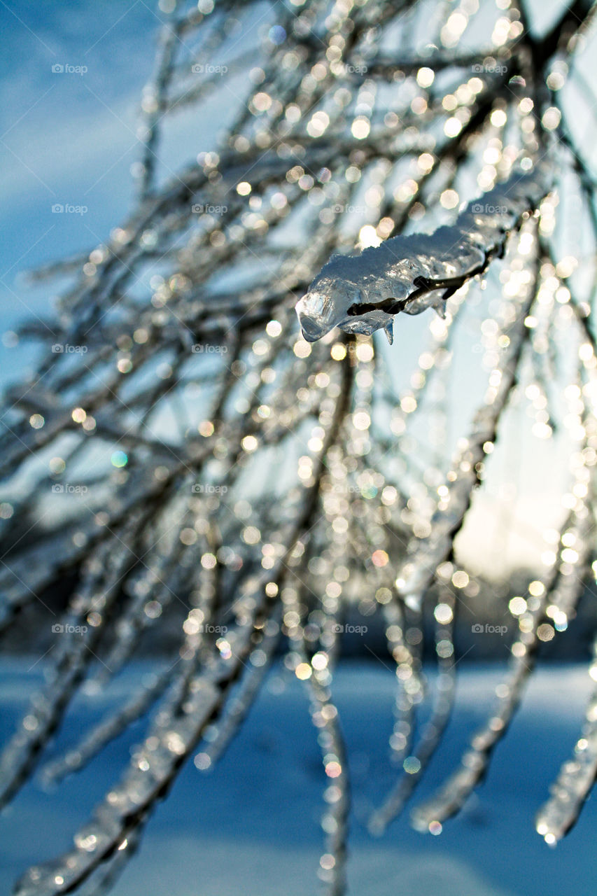 Ice on tree branch