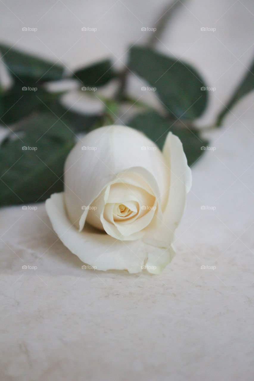 White single rose