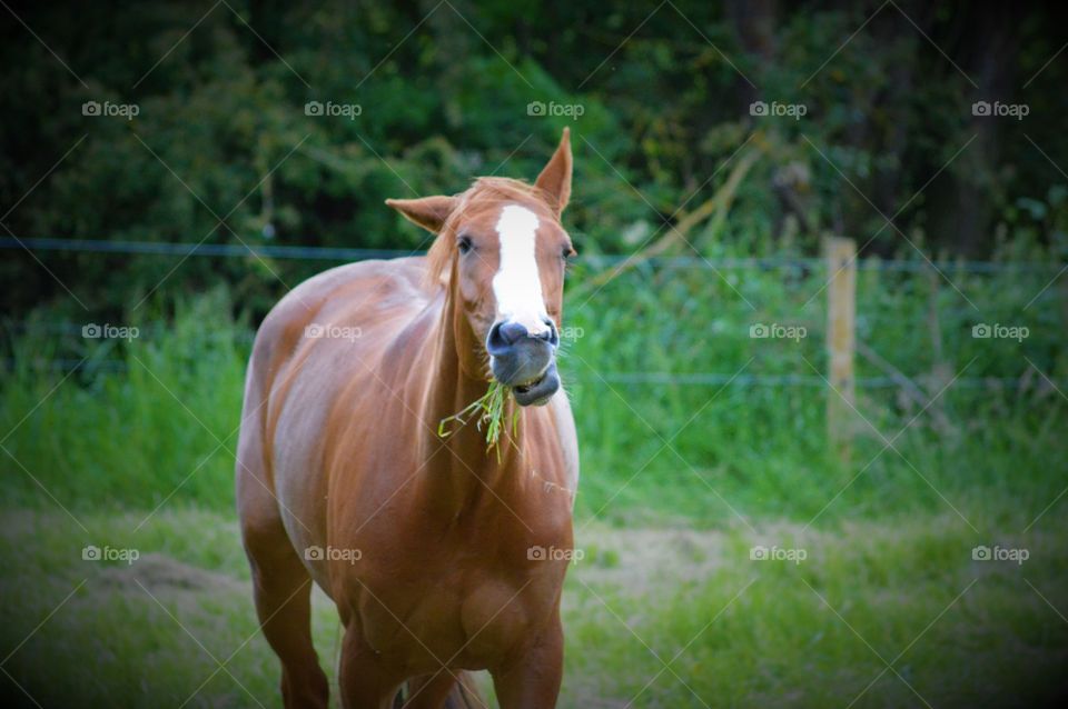 Majestic horse