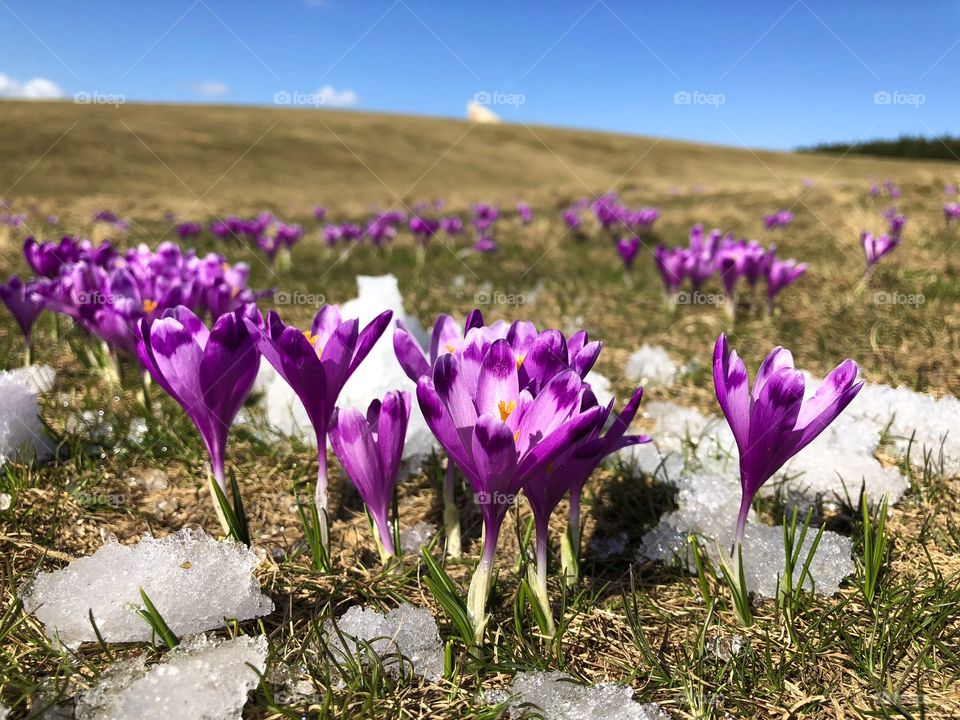 Purple flowers