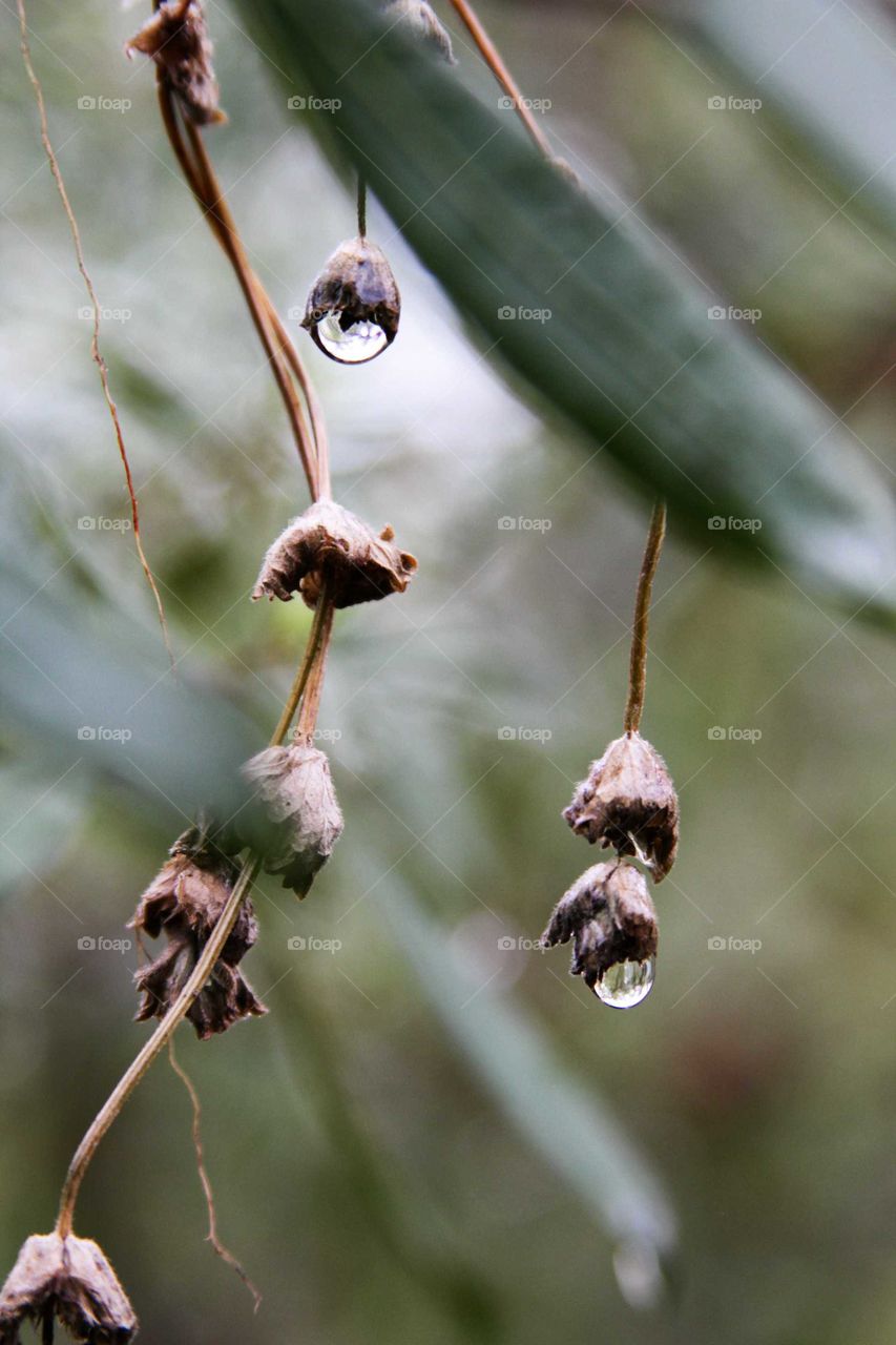 raindrops falling from dried flowers.