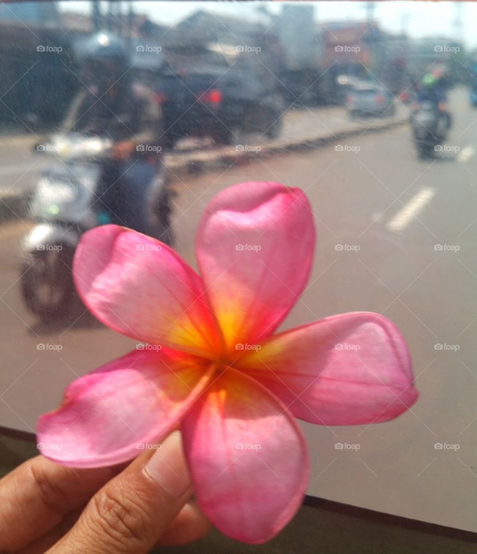 Pink frangipani in highway background. Here also mention as "bunga kamboja bali".