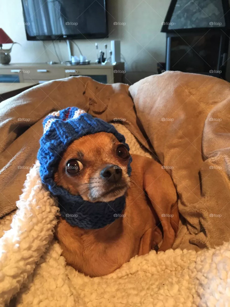 Chihuahua with hat 