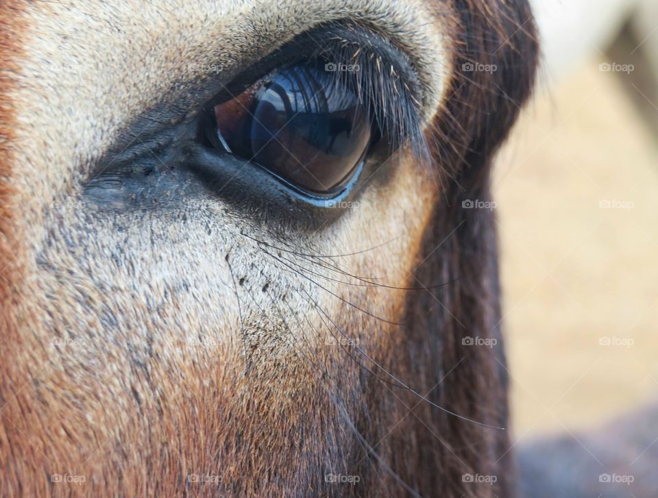 close up of horse eye