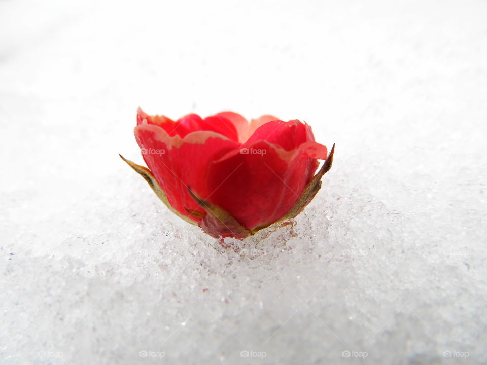 red rose flower on Snow White