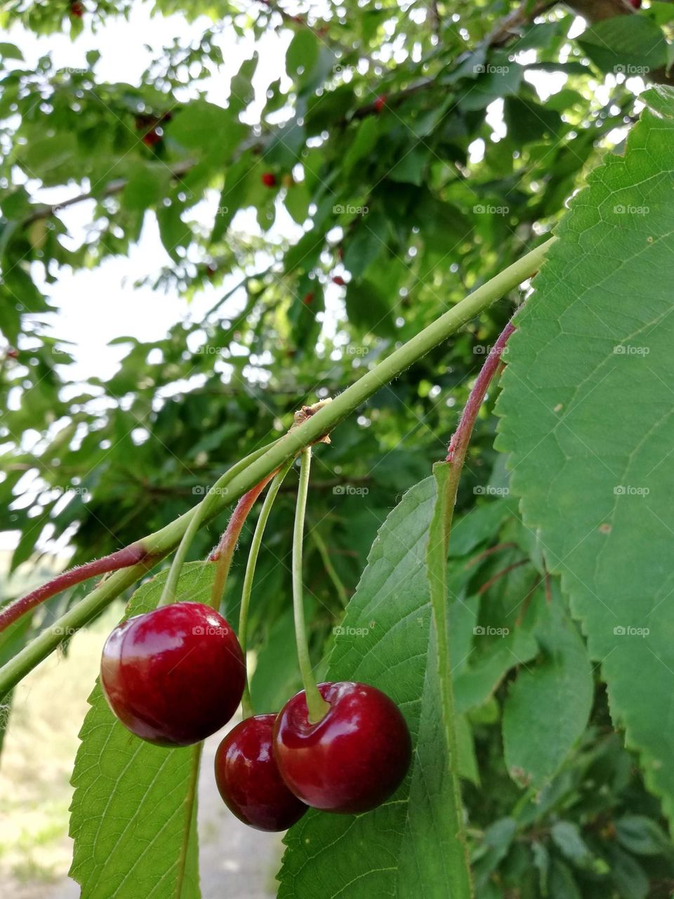 cherry