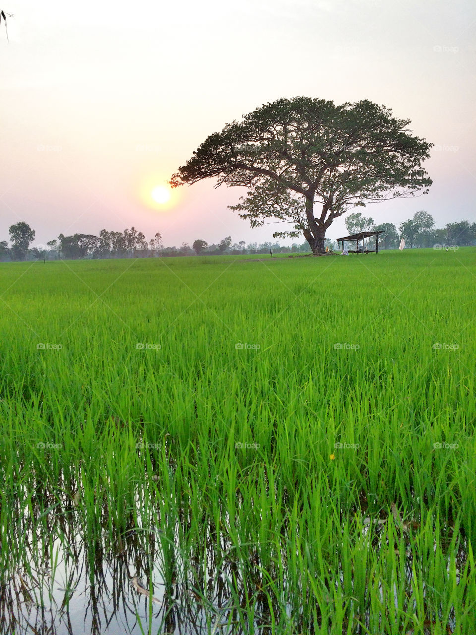 Tree, rice field & sunset