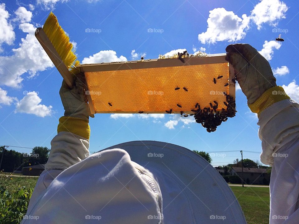 Honey frame in the sun