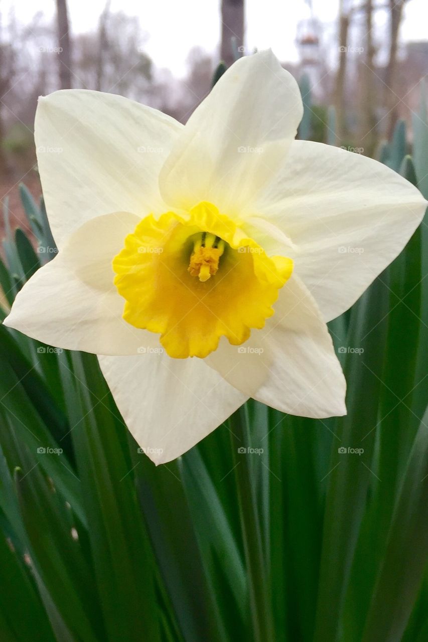 Light daffodil 
