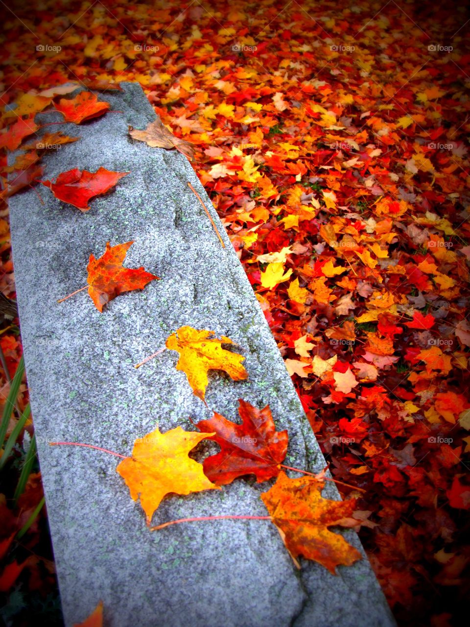 A bed of freshly fallen Autumn leaves on the ground with a few scattered upon the top of a cemetery headstone.