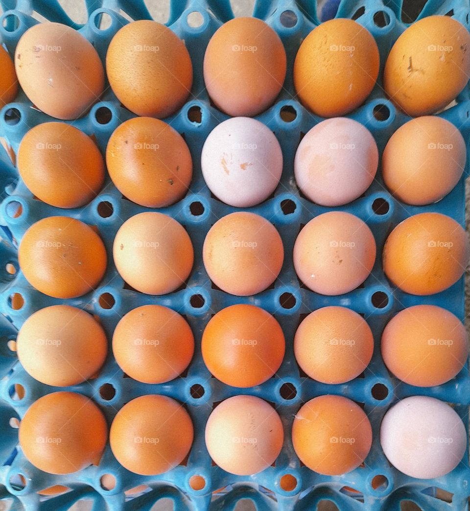 Eggs are also different in color.