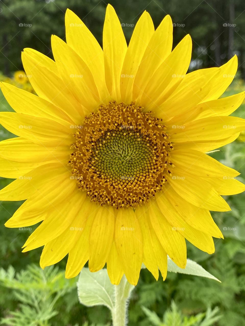 Large sunflower fills frame