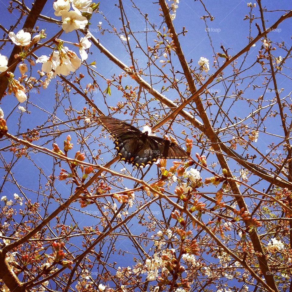 butterfly with Spring blossoms