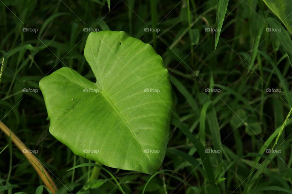 Leaf