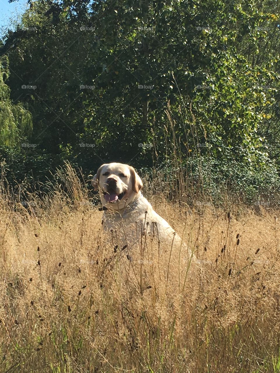 Labrador sitting in summer grass.