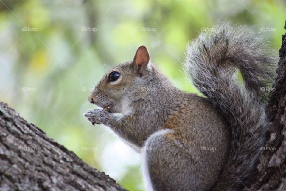 Squirrel profile