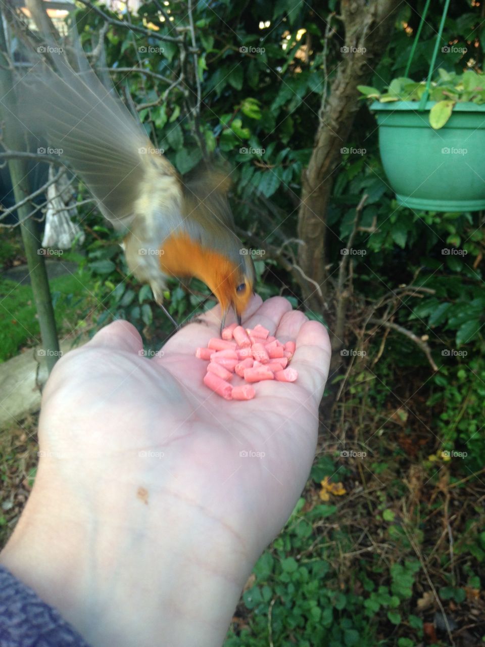 Feeding Mr Robin