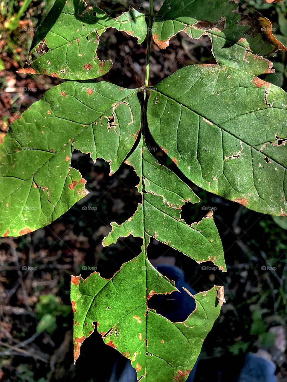 Leaves 