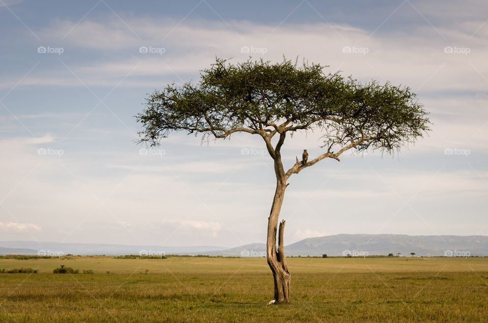 Single tree on grassy landscape