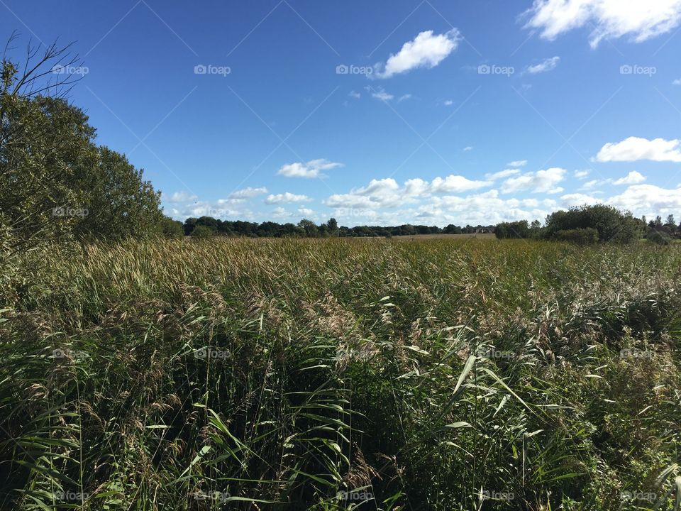 Reeds on marshlands 