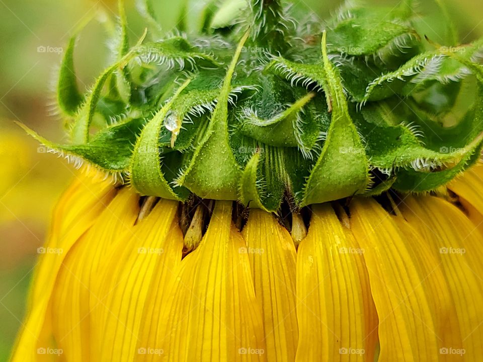 Top view of wilted dying sunflower after a rain