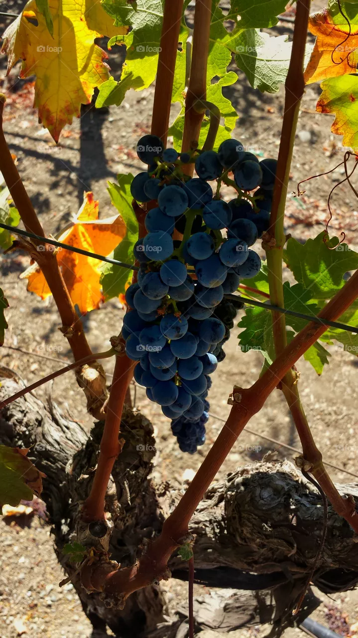 cabernet