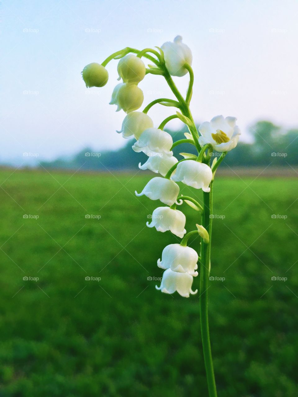 A sprig of lily of the valley against a pale blue sky, blurred grassy pasture and trees