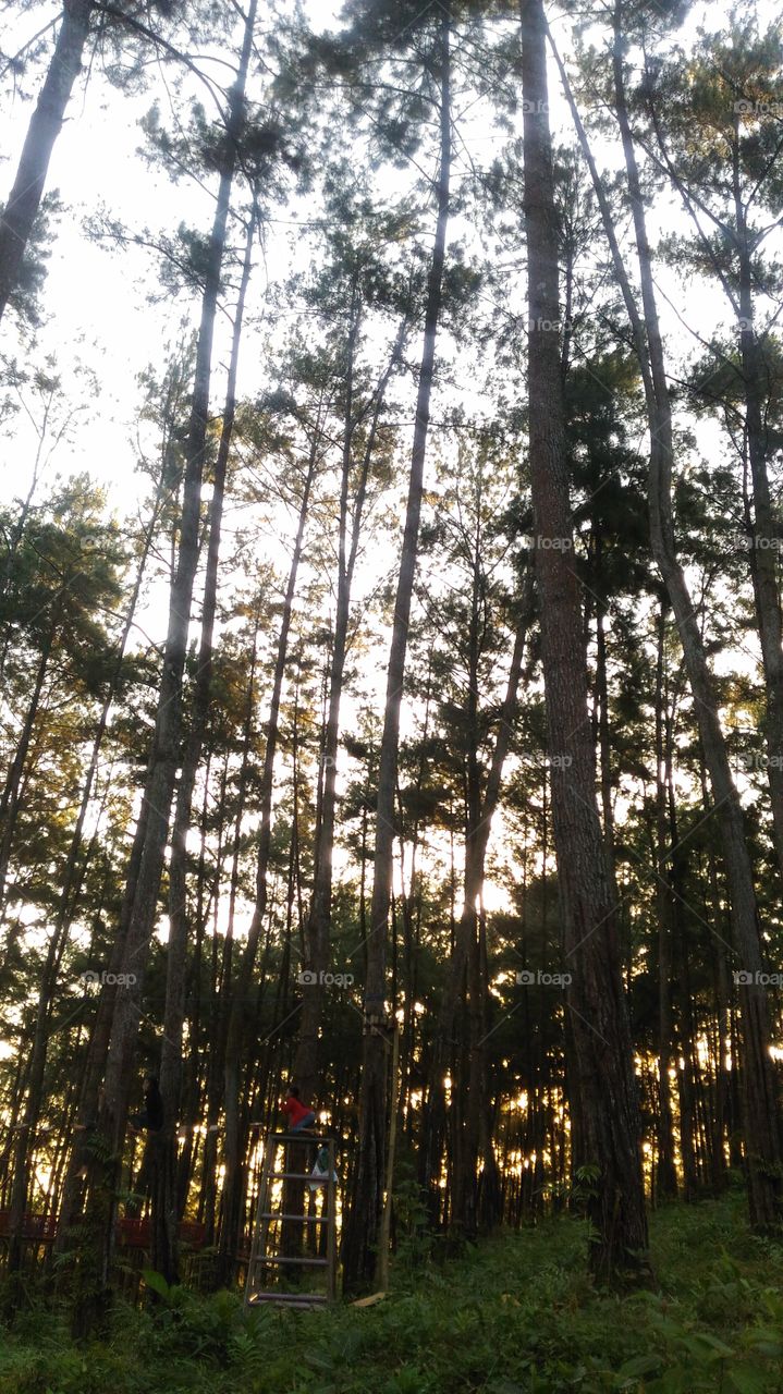 Sun in the wood.
A story behind was, a really natural pine forest in Cilacap, Central Java, Indonesia. when I was doing my training for a month and I really love it. The smell, the air. it's bringing happiness every time I breathe. And I miss going there.