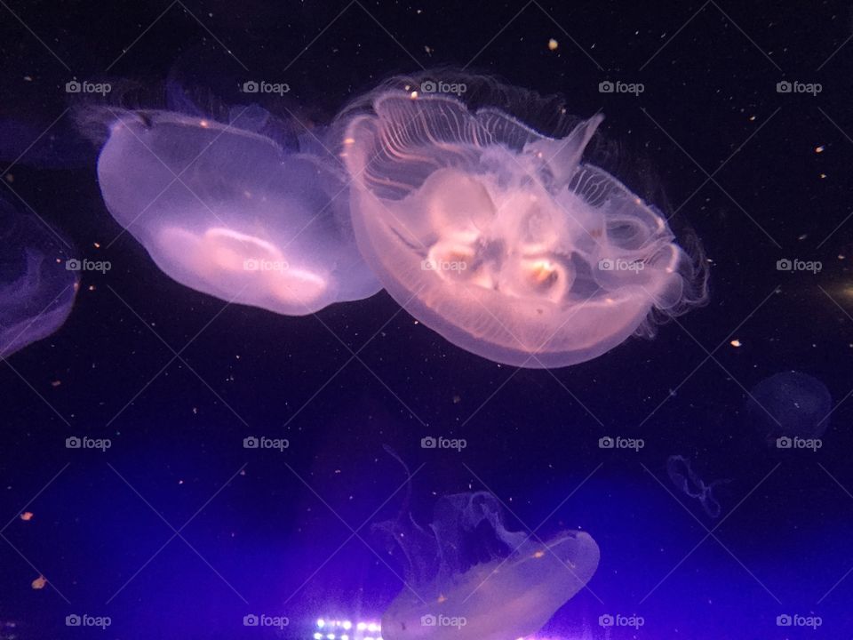 I Could Watch You Forever