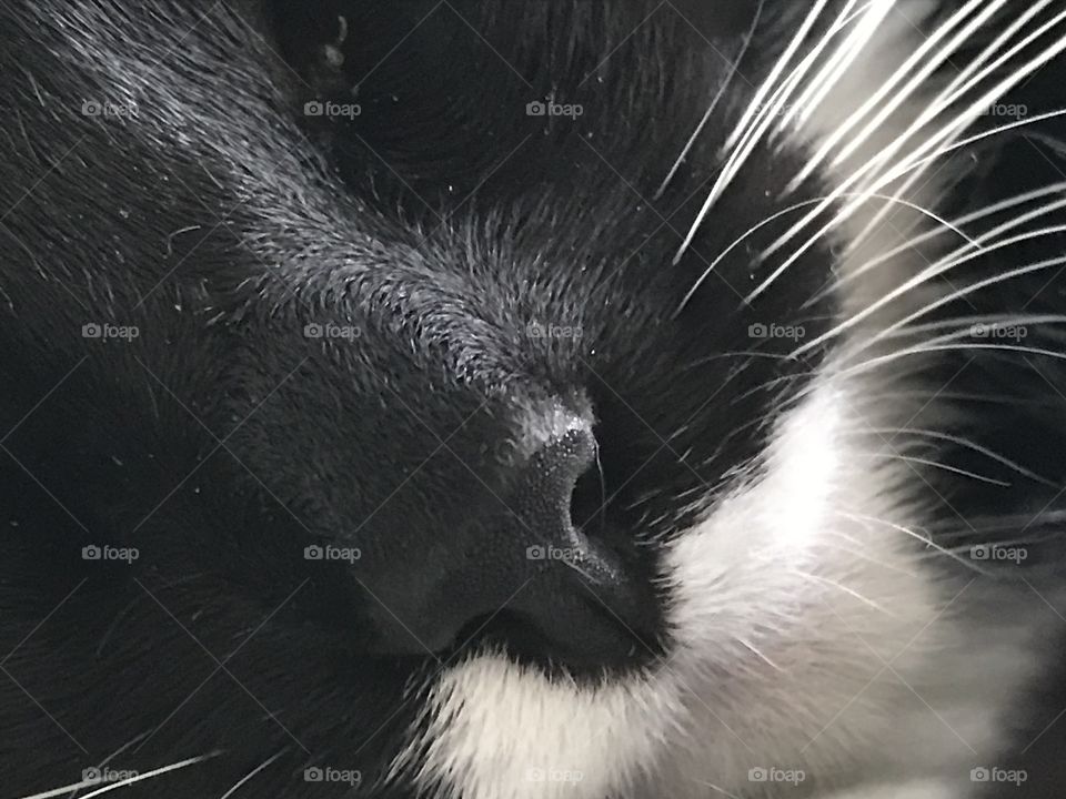 Closeup cats nose