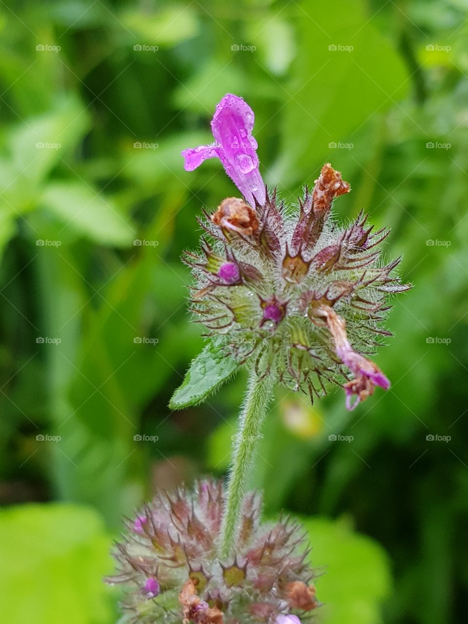 purple flower in the rain