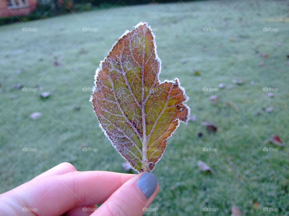 Holding a frosty, brown leaf with frosty grass in the background