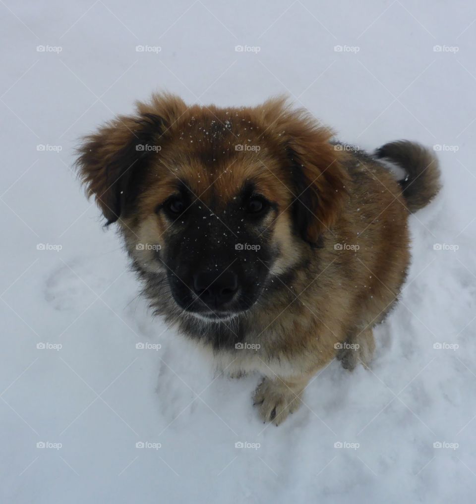 Chip in the snow