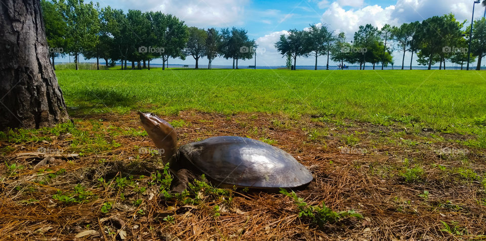 Front and center a Florida softshell  turtle or trionyx ferox, flat, brownish shell over the ground cover with pine needle. A blue sky with puffy clouds blending with the water and trees in the background.