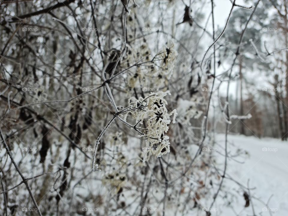 beautiful forest