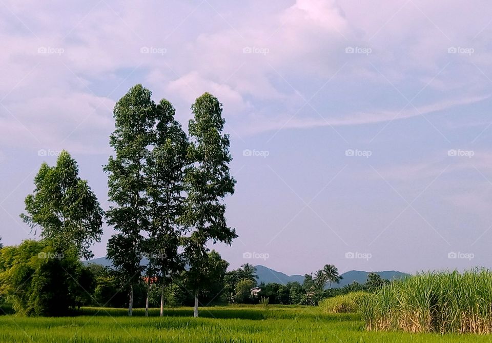 tree,sky,field,rice