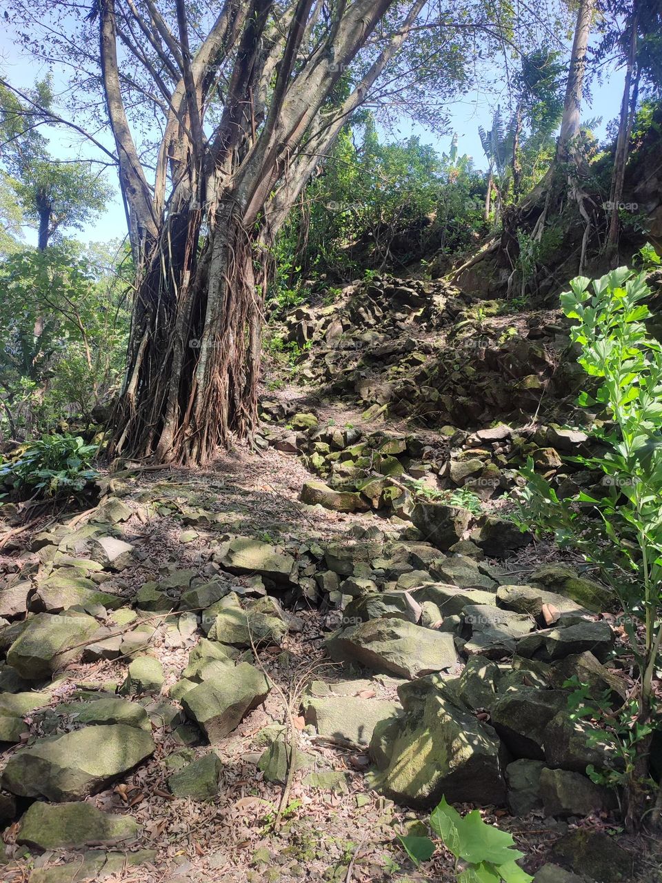 big tree on the edge of the waterfall

￼