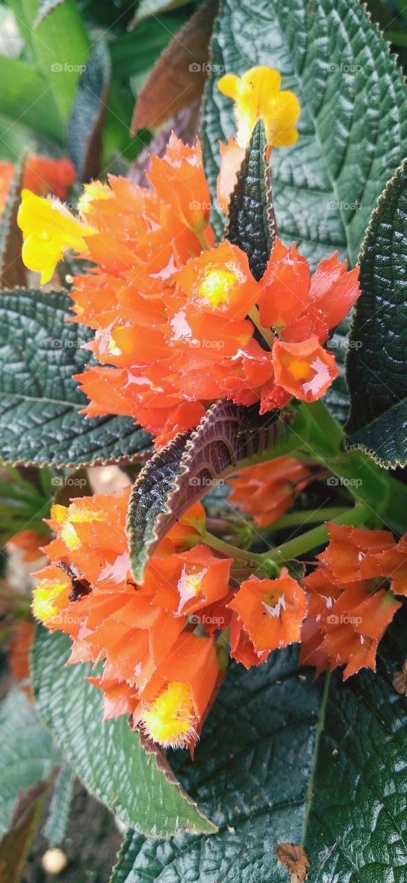 Alloplectus is a genus of Neotropical plants in the flowering plant family Gesneriaceae