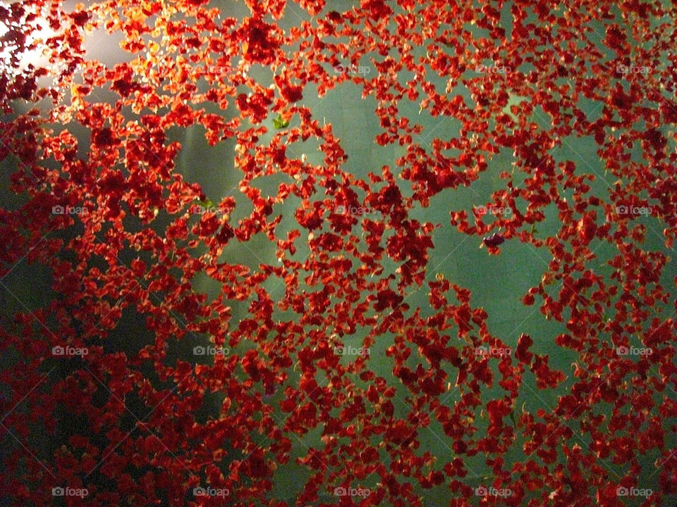 flower red wall travel by thepapierdollies