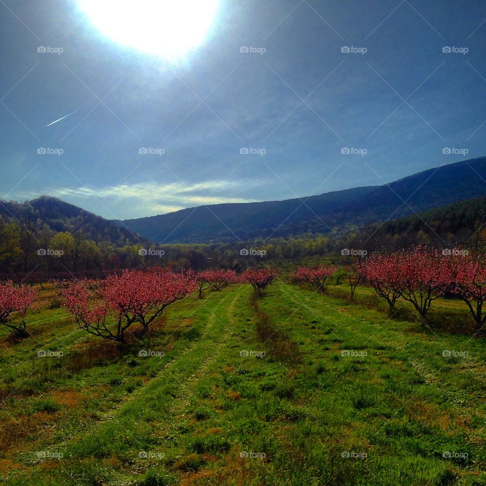 Peach trees in full bloom at the foot of the Blue Ridge Mountains.