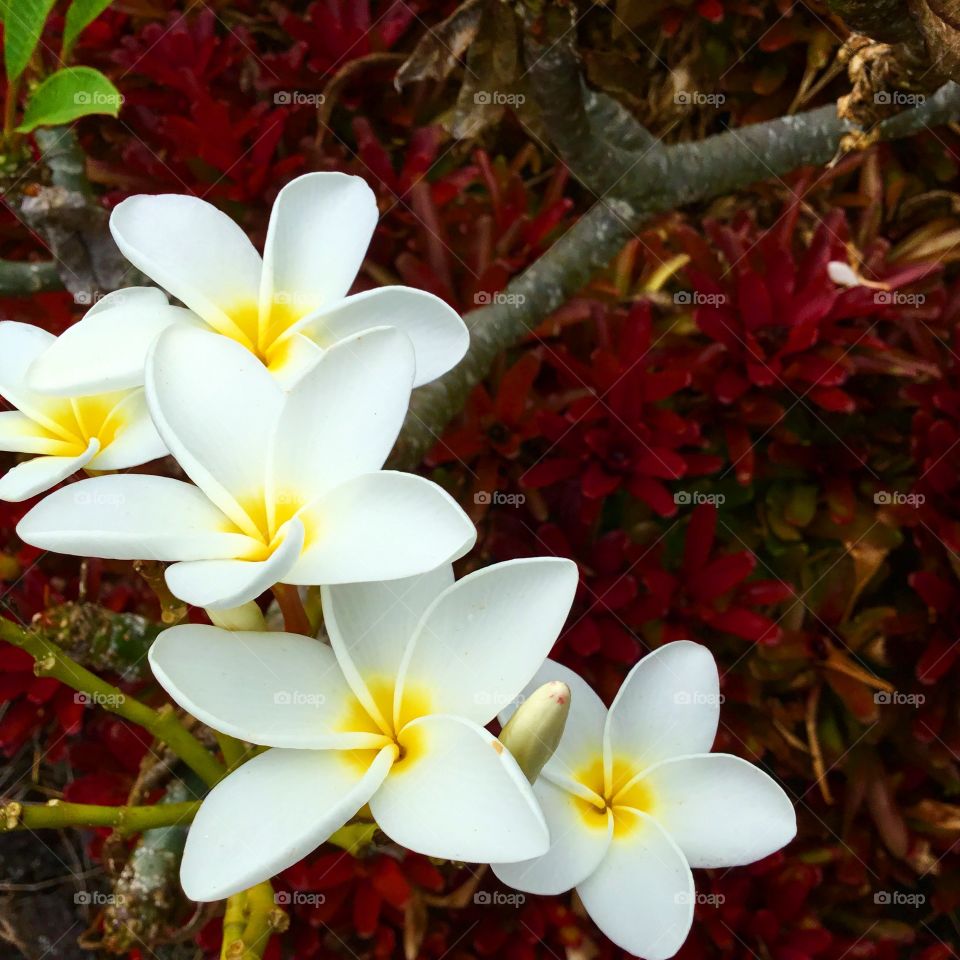 Plumeria flowers above a bed of red bromeliads