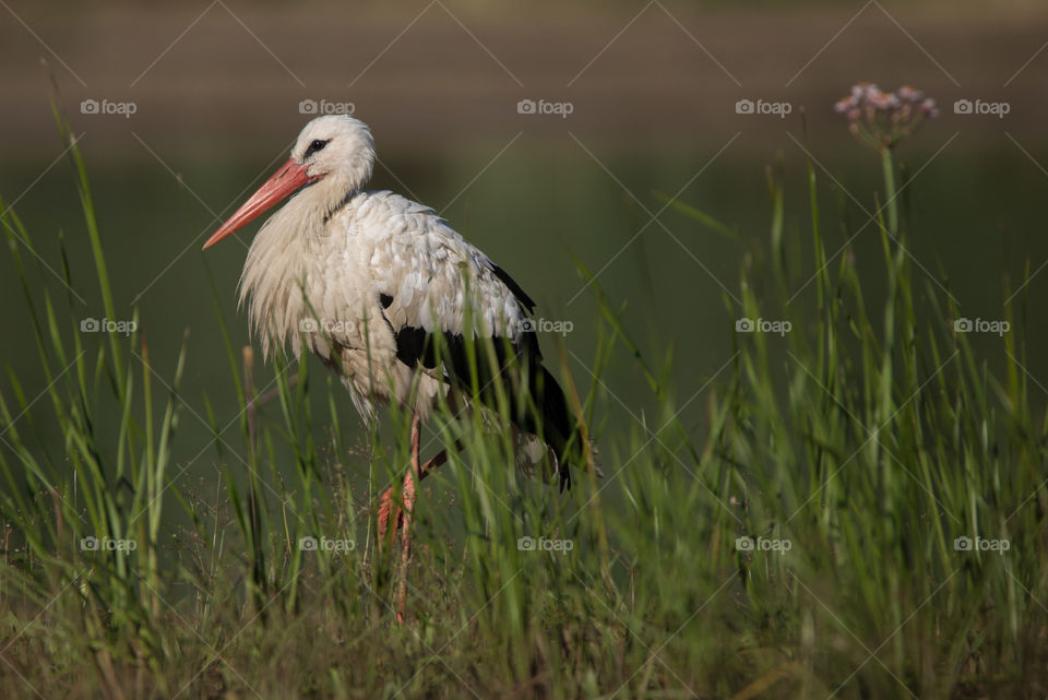 stork