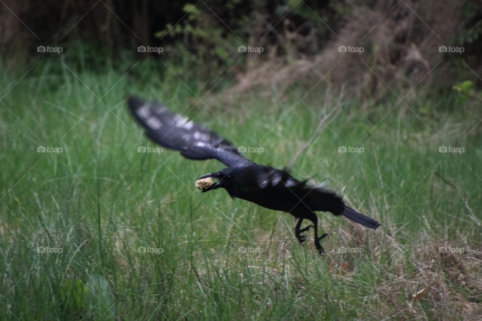 Flying raven carrying food in its beak from a meadow